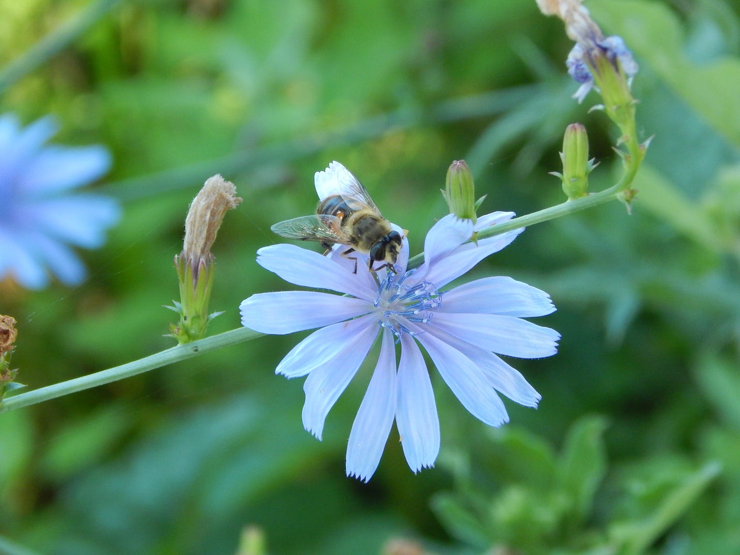 a honeybee on a white flower