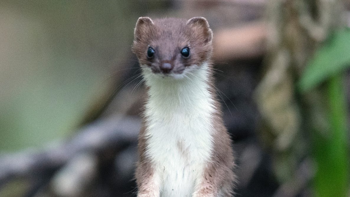 A pretty cute weasel, all things considered