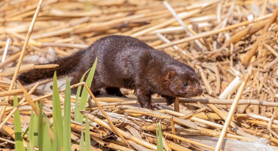 aamerican mink pale individual