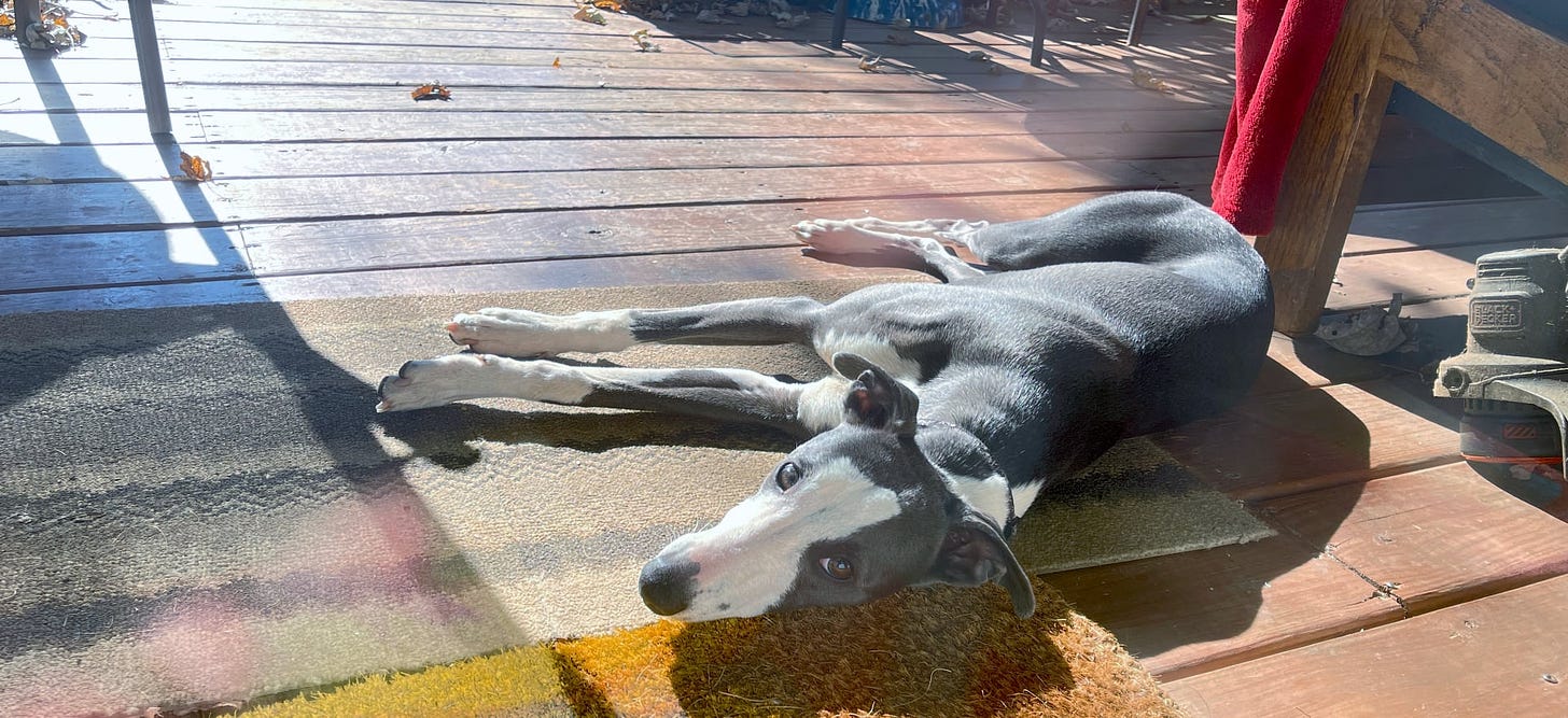 A whippet puppy spread out on a deck in the sunshine and looking at the camera