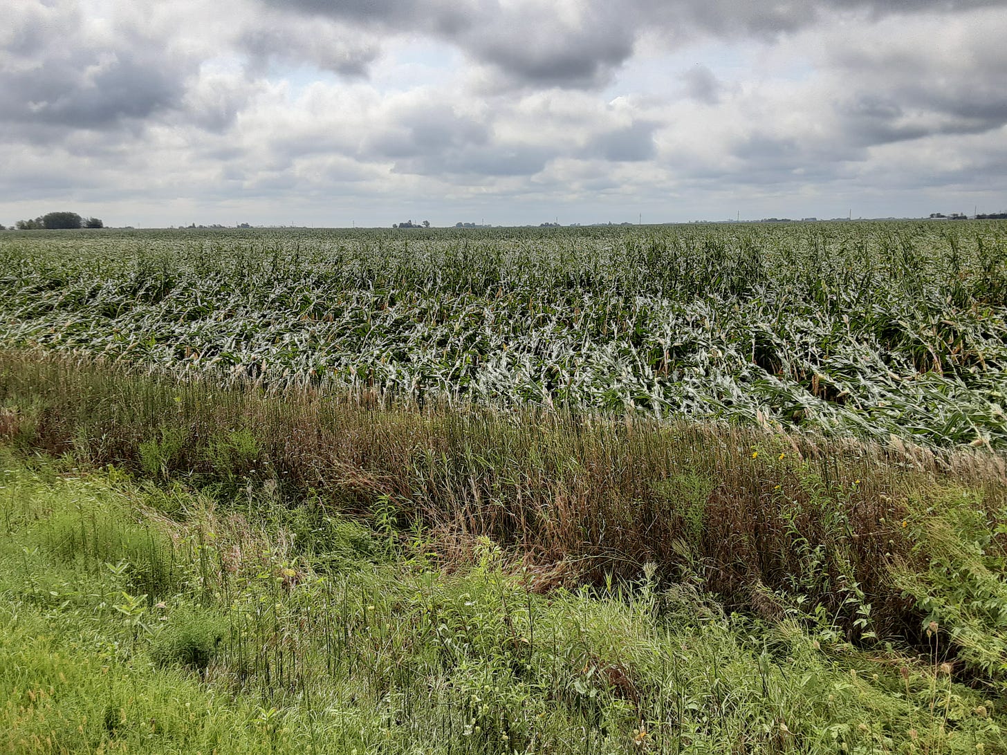 Flattened corn south of Tripoli