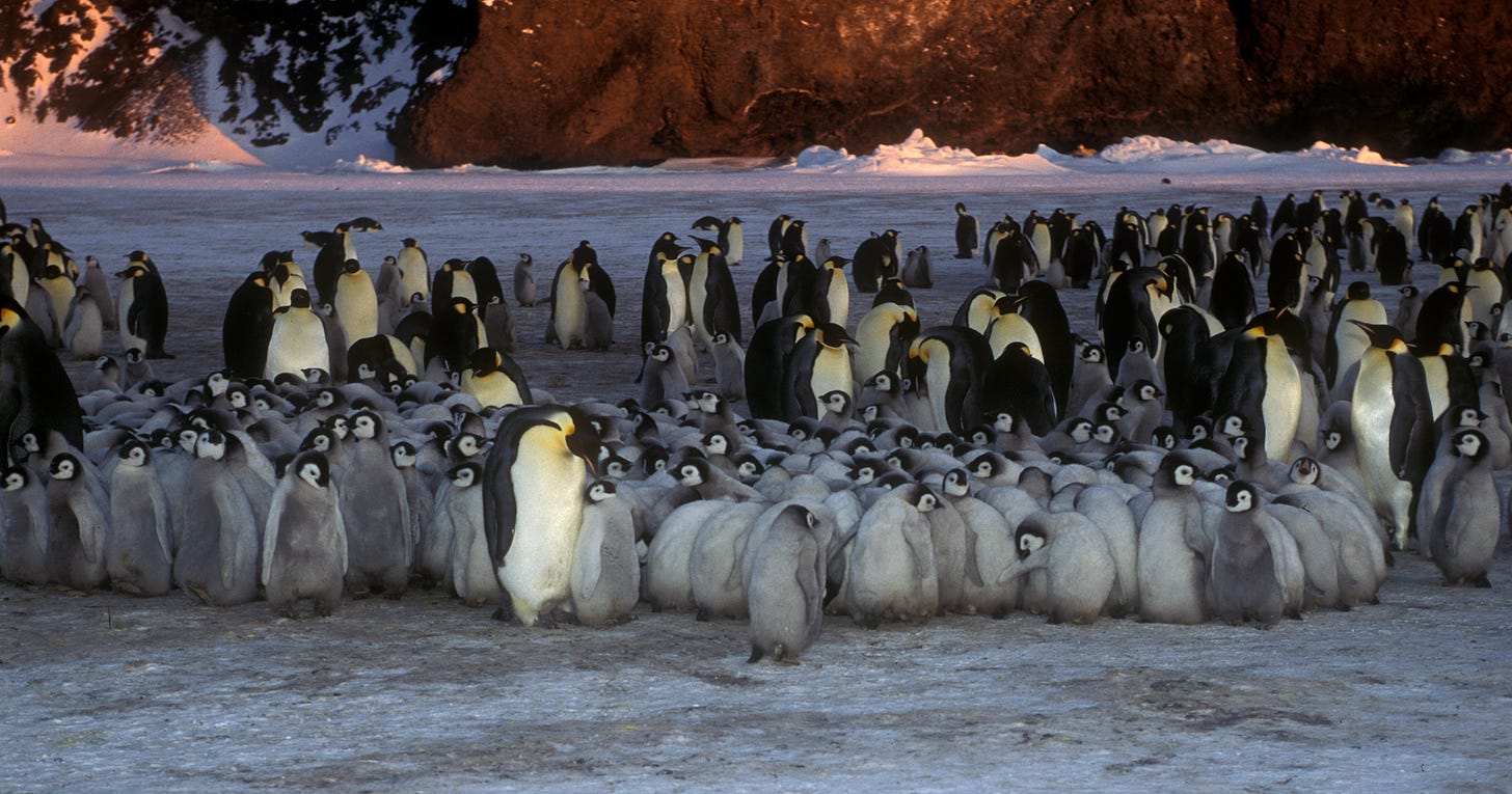 adult and juvenile emperor penguins huddle for warmth in an antarctic night