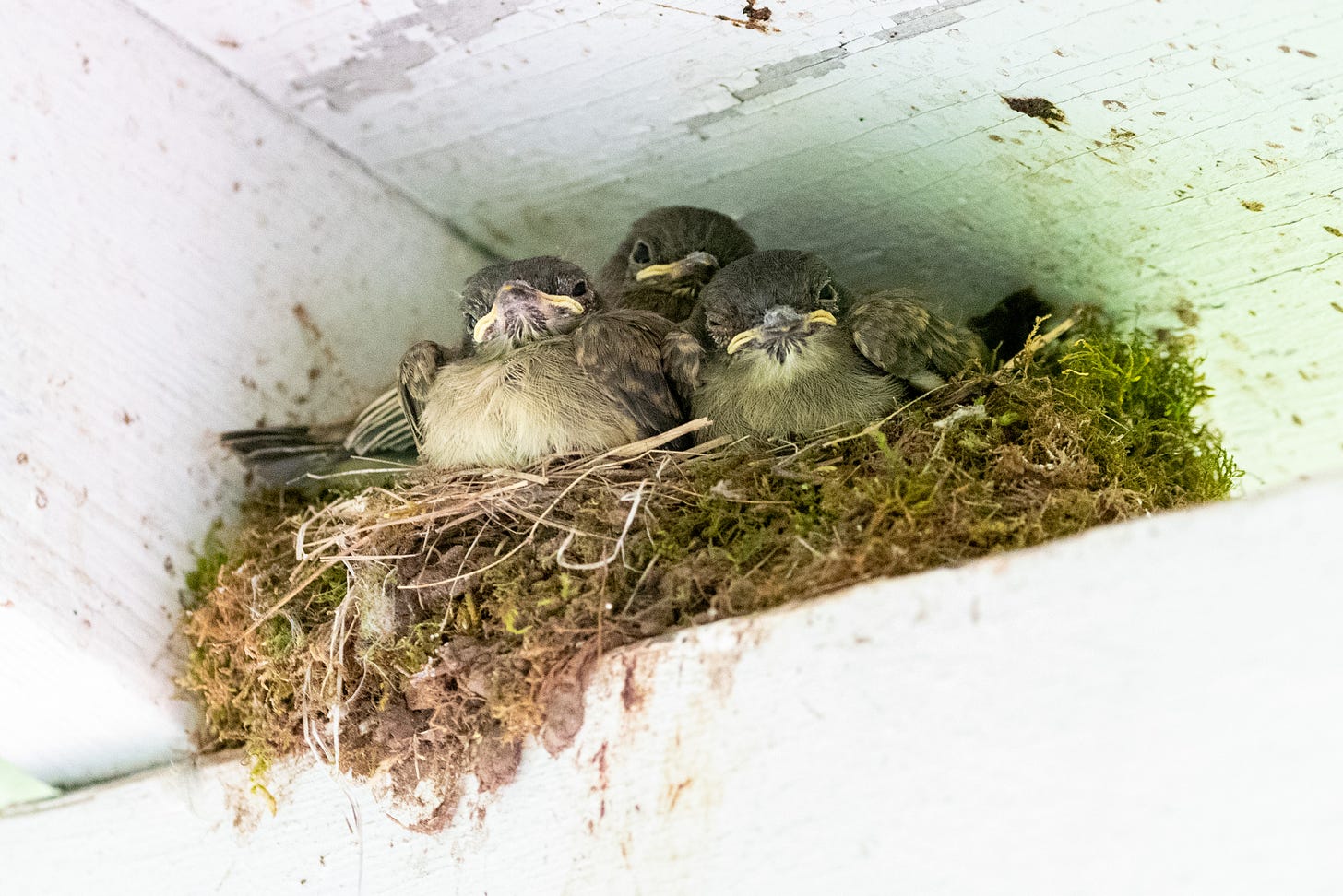 Three Eastern phoebe fledglings, looking as grumpy as Stadtler and Waldorf, in a nest under the eaves of a cottage