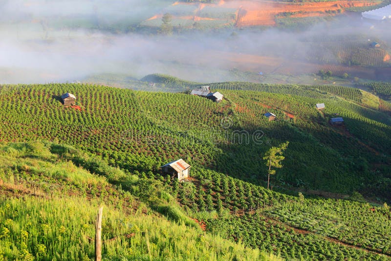 1,795 Coffee Plantation Vietnam Stock Photos - Free & Royalty-Free Stock  Photos from Dreamstime