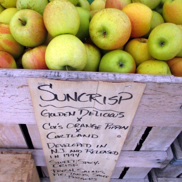 A bin of Suncrisp Apples with sign.