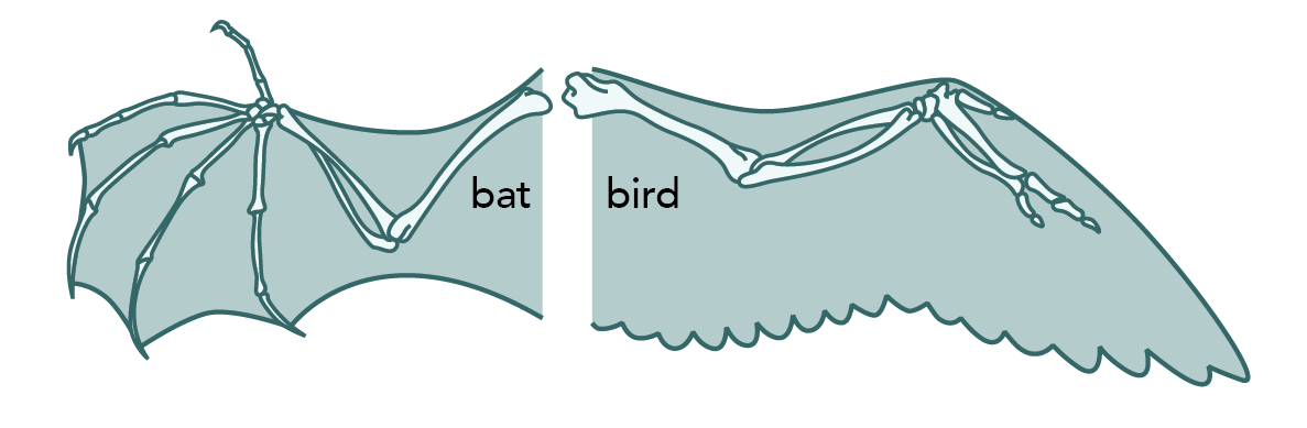 Analogy (1 of 2) Bird and bat wing diagrams - Understanding ...
