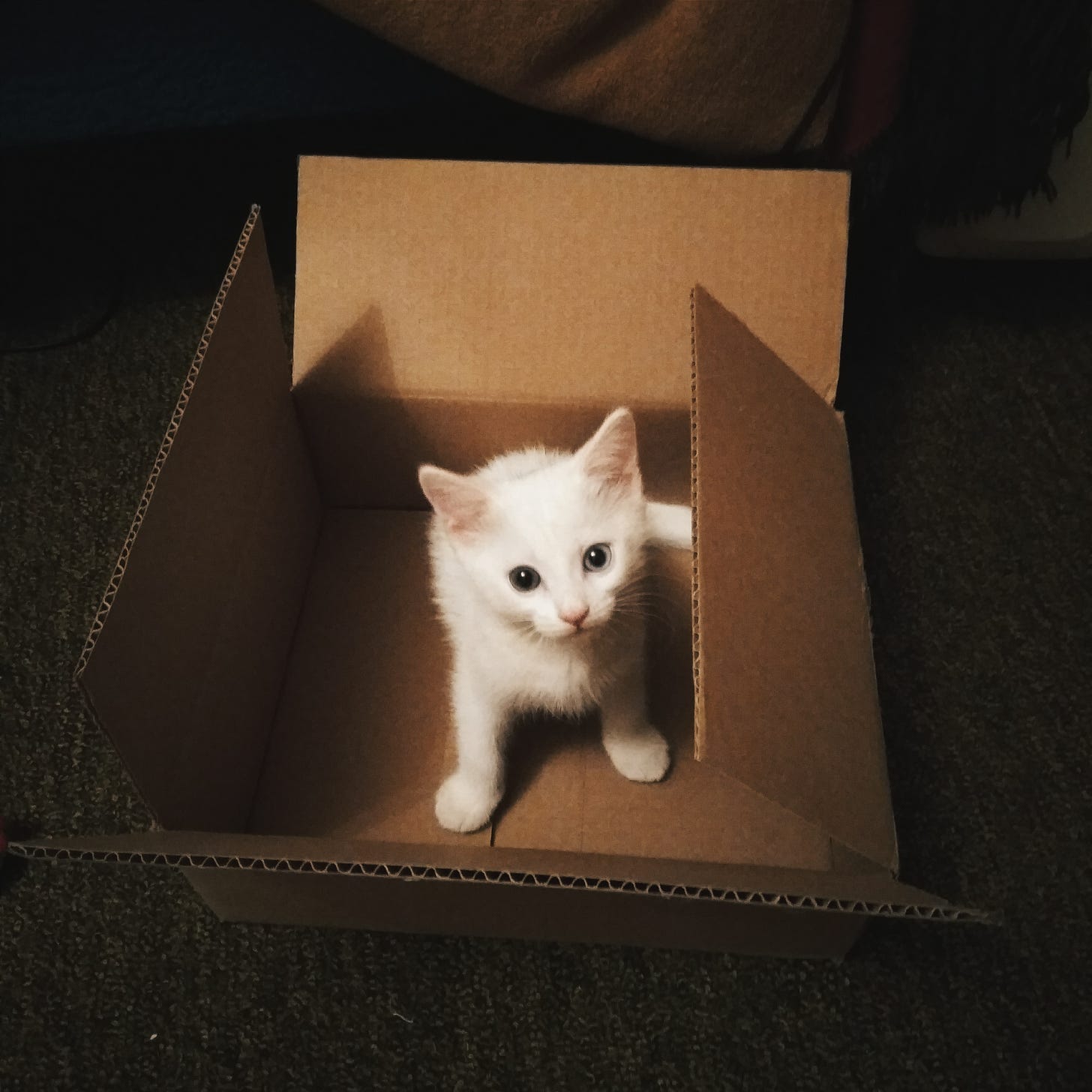 White kitten in a cardboard box