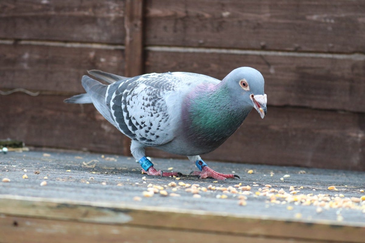 New Kim: Racing pigeon from Belgium sold for record €1.6m