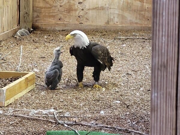 On the ground of an enclosure at a bird sanctuary, an eaglet, of mostly gray feathers, opens its beak while Murphy, an adult eagle with black and white feathers, looks on.