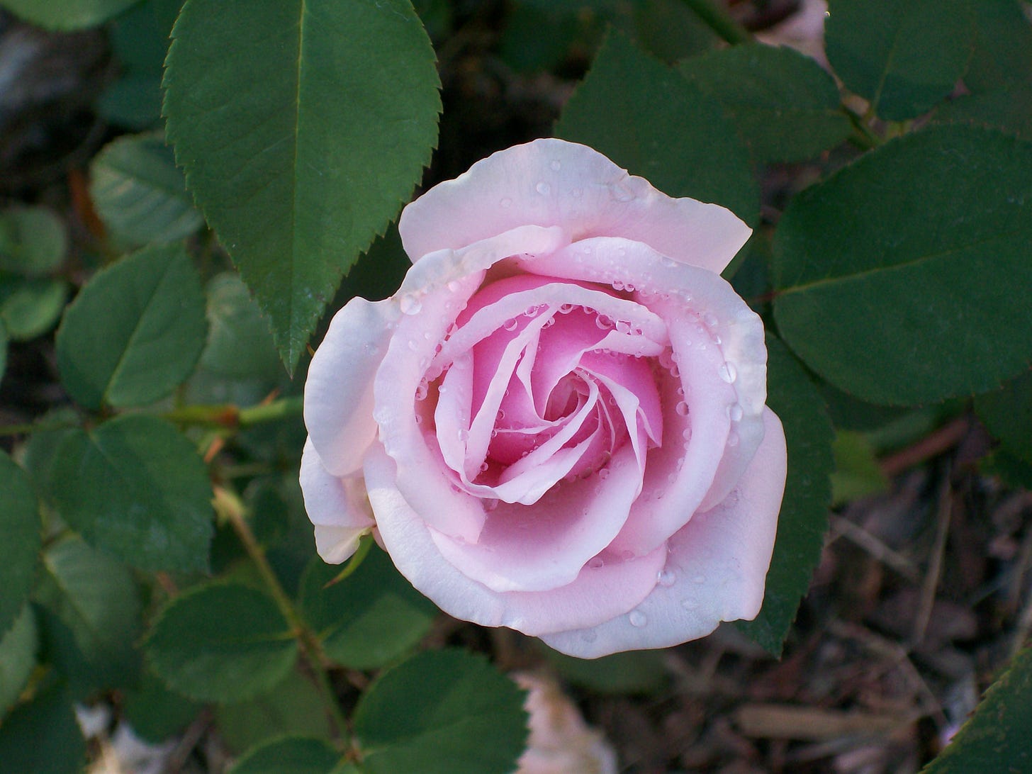 Souvenir de la Malmaison rose