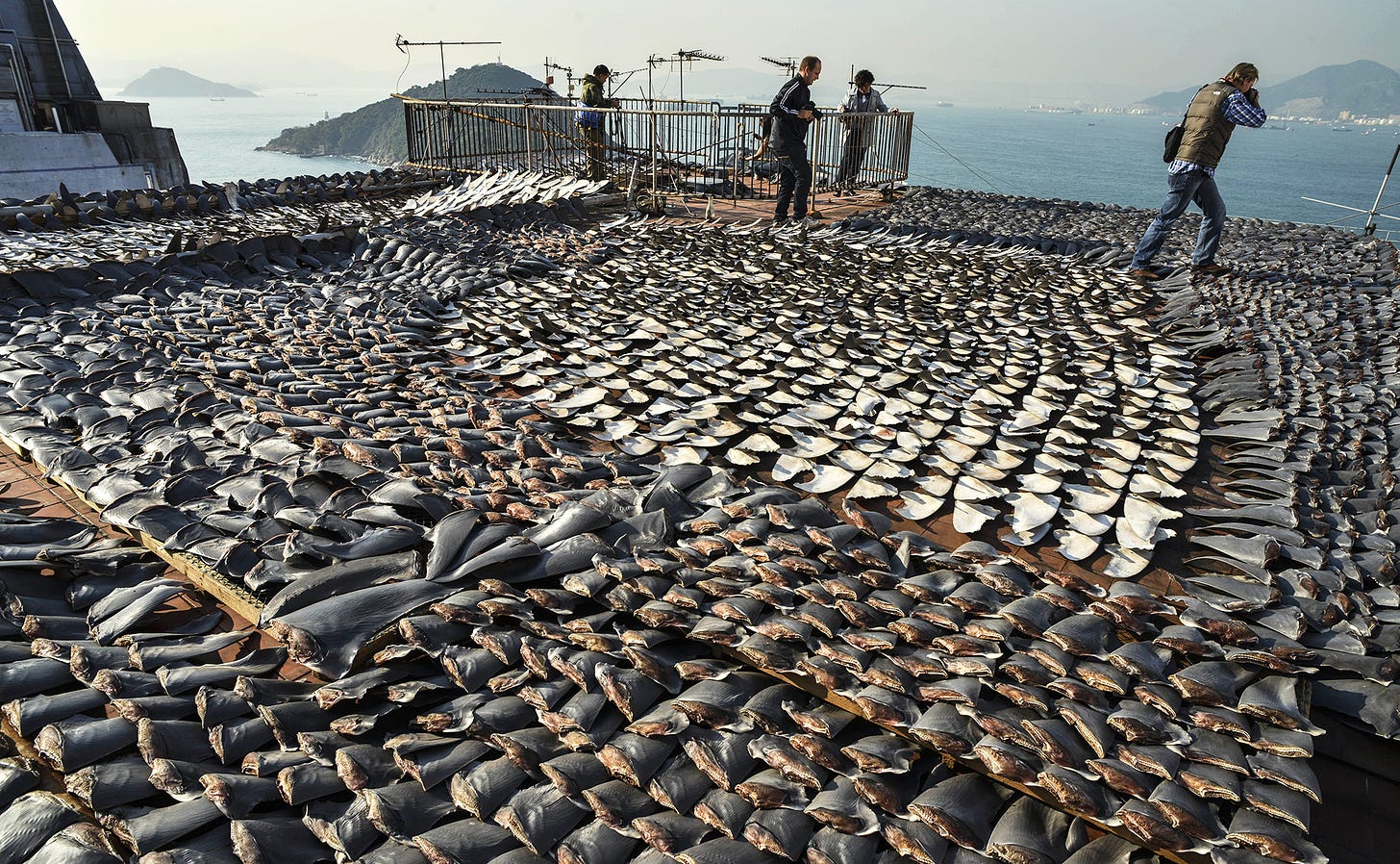 Why Shark Finning Bans Aren't Keeping Sharks Off The Plate (Yet) : The Salt  : NPR