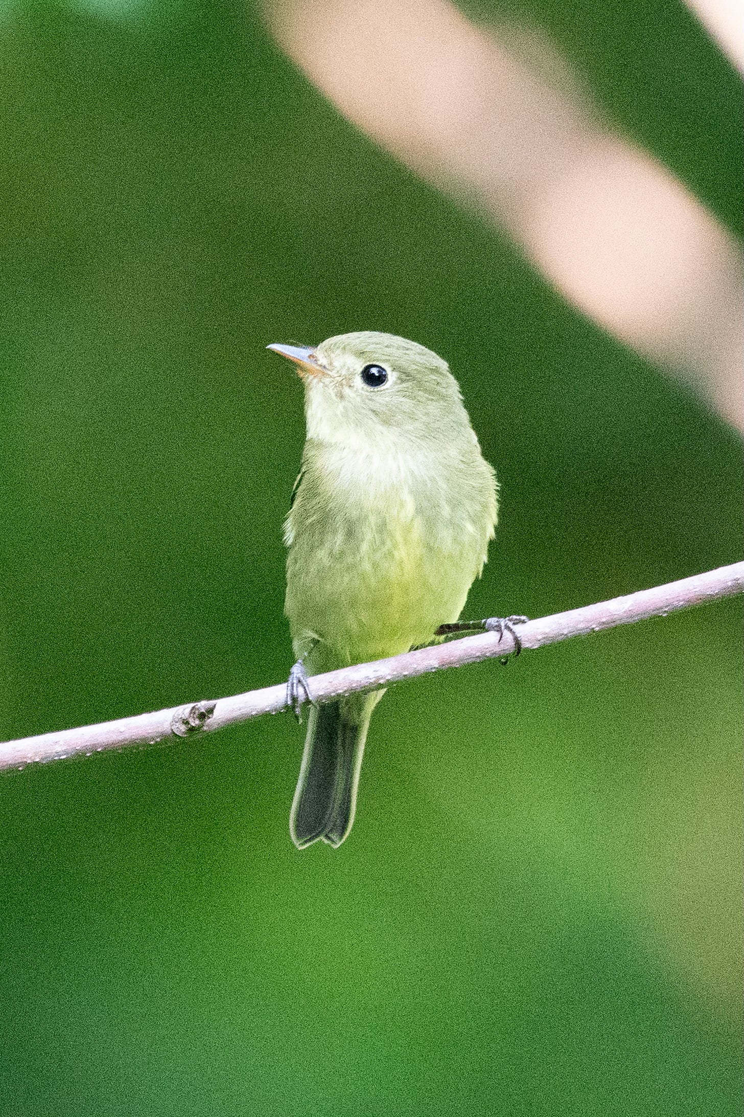 A tiny grayish-yellow bird with black eyes and a gray undertail is perched on a bare twig