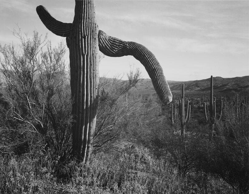 Cactus At Left And Surroundings - Giclée Print