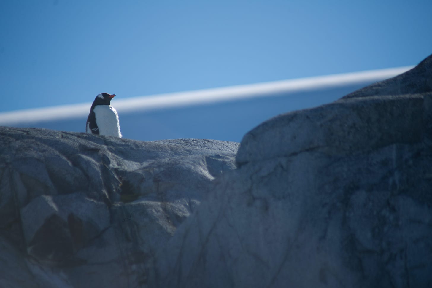 A sagacious-looking penguin, viewed from below, gazes off meaningfully into the cloudless blue sky.