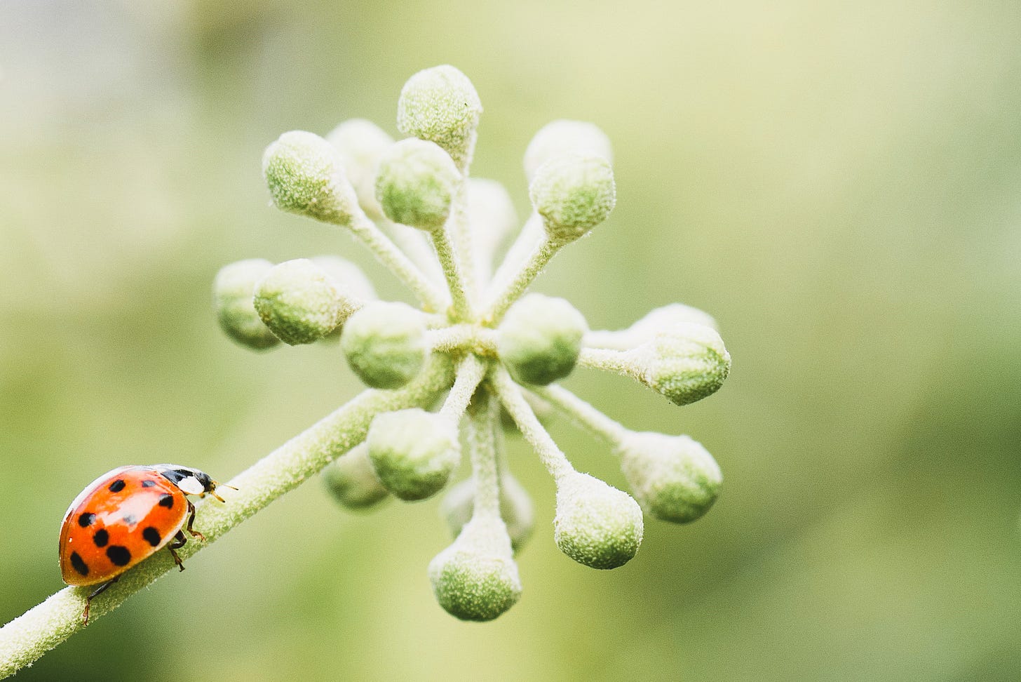 ladybird on a flower stem