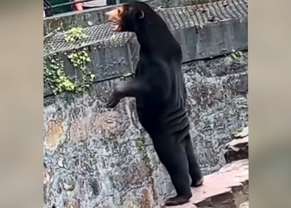 Screen grab of a viral video of a sun bear standing on its hind legs
