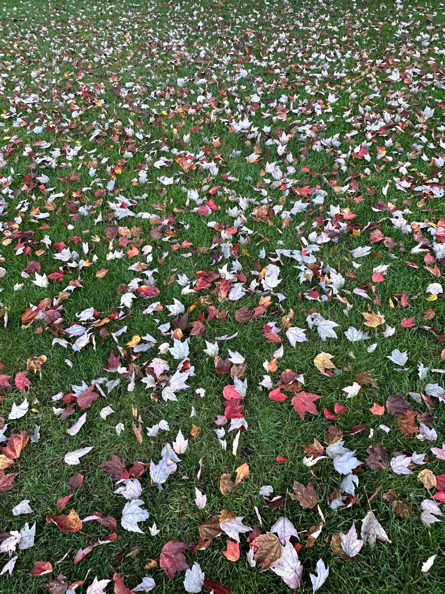 fall leaves on the ground