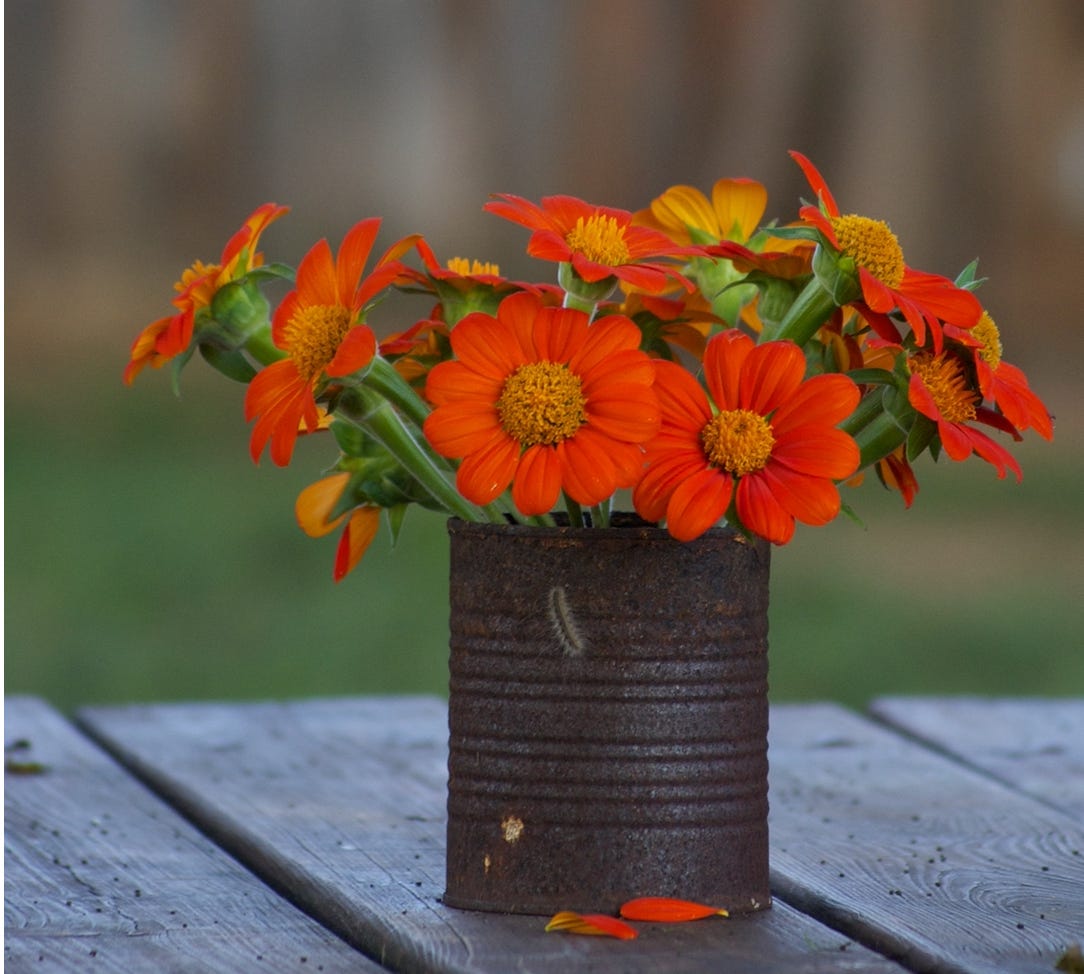 12 foot tall Mexican sunflowers often tip over the garden. Garden disruptors know to leave the prostrate and they'll keep flowering.