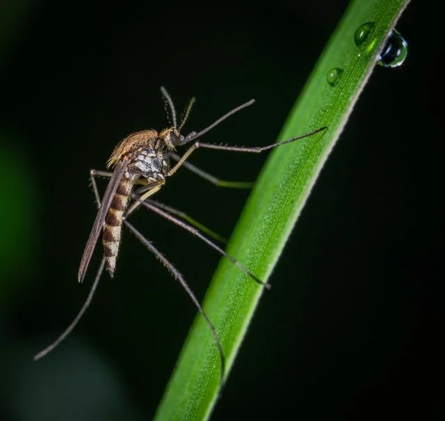 Mosquitoes are common pests at home.