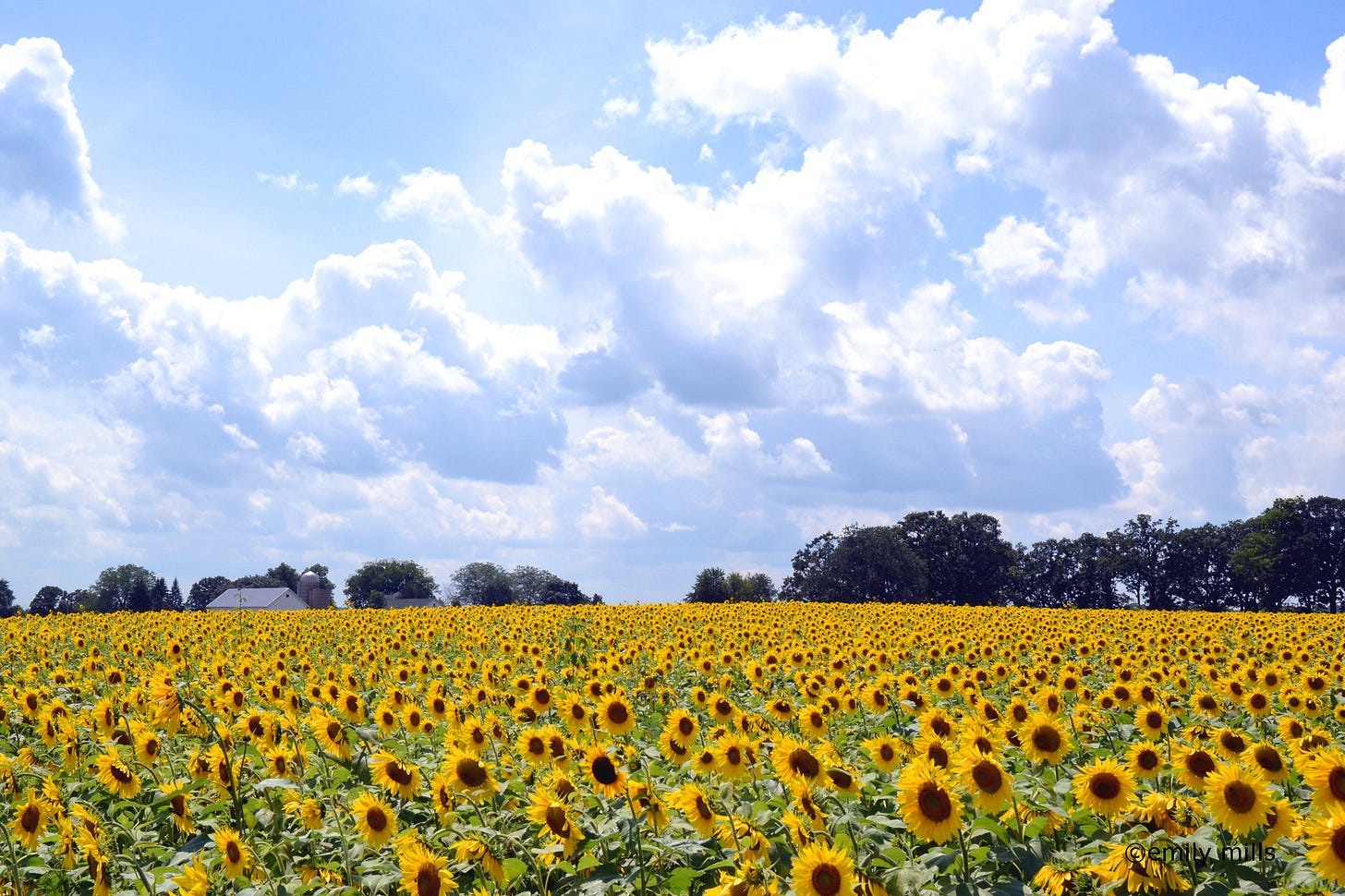 A field of golden sunflowers stretches out to the horizon, where a small farmstead can be seen. Blue sky and puffy white clouds are overhead.