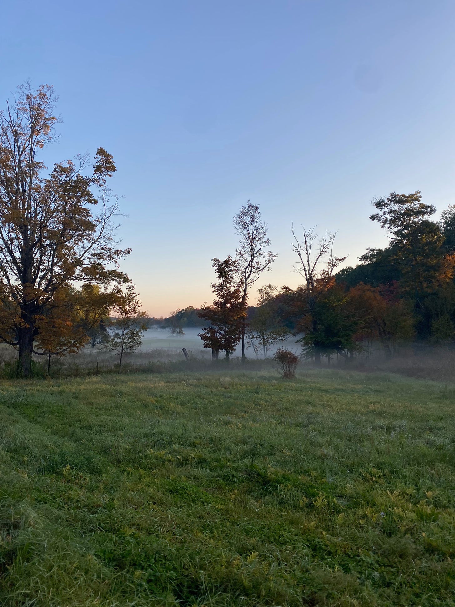 A green pasture under a pale blue sky, pink and gold on the horizon. Pockets of mist settle along a line of red and gold trees dividing the pasture.