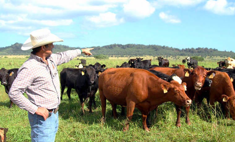 cows-in-a-field