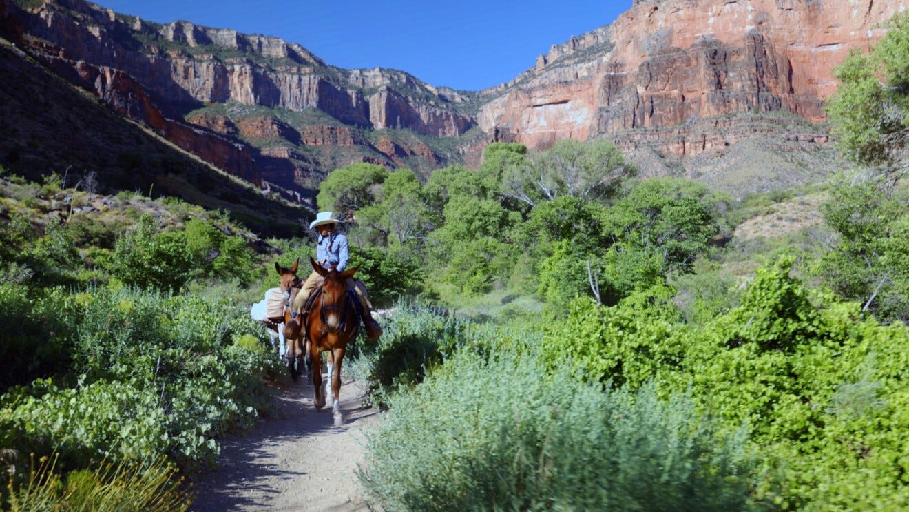 A delivery rider with her mules headed to Phantom Ranch in the Grand Canyon.