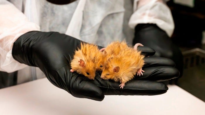 A person wearing black gloves holds three woolly mice in their hand