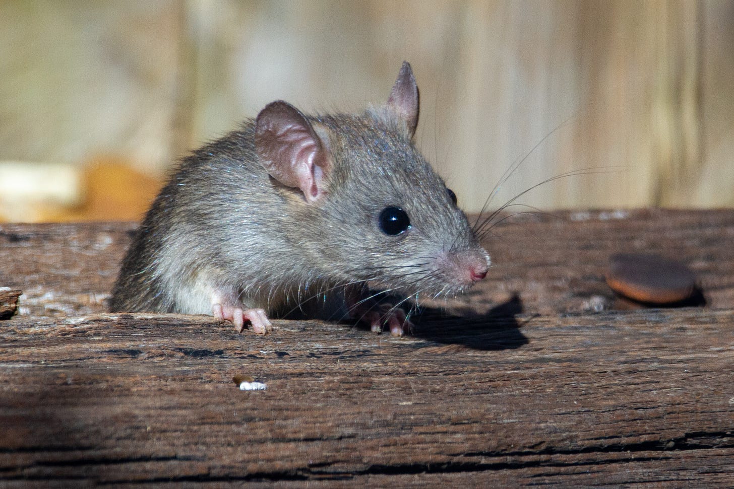 Rat looks over a piece of wood.