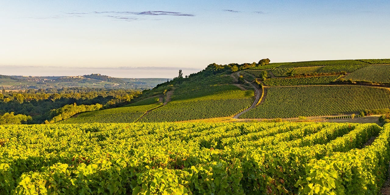 Wine tourism - Pouilly Fumé