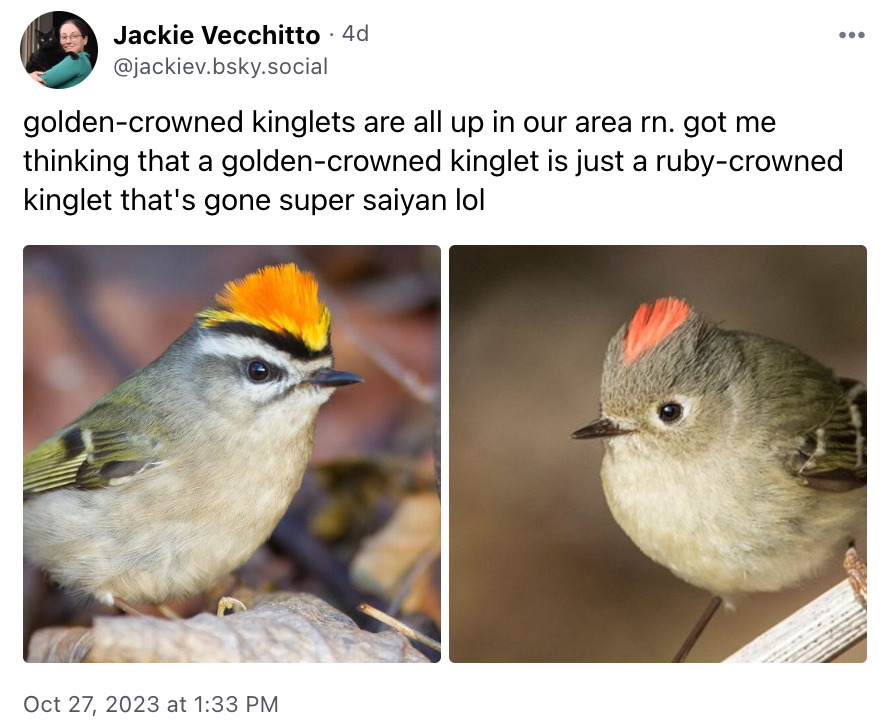golden-crowned kinglets are all up in our area rn. got me thinking that a golden-crowned kinglet is just a ruby-crowned kinglet that's gone super saiyan lol