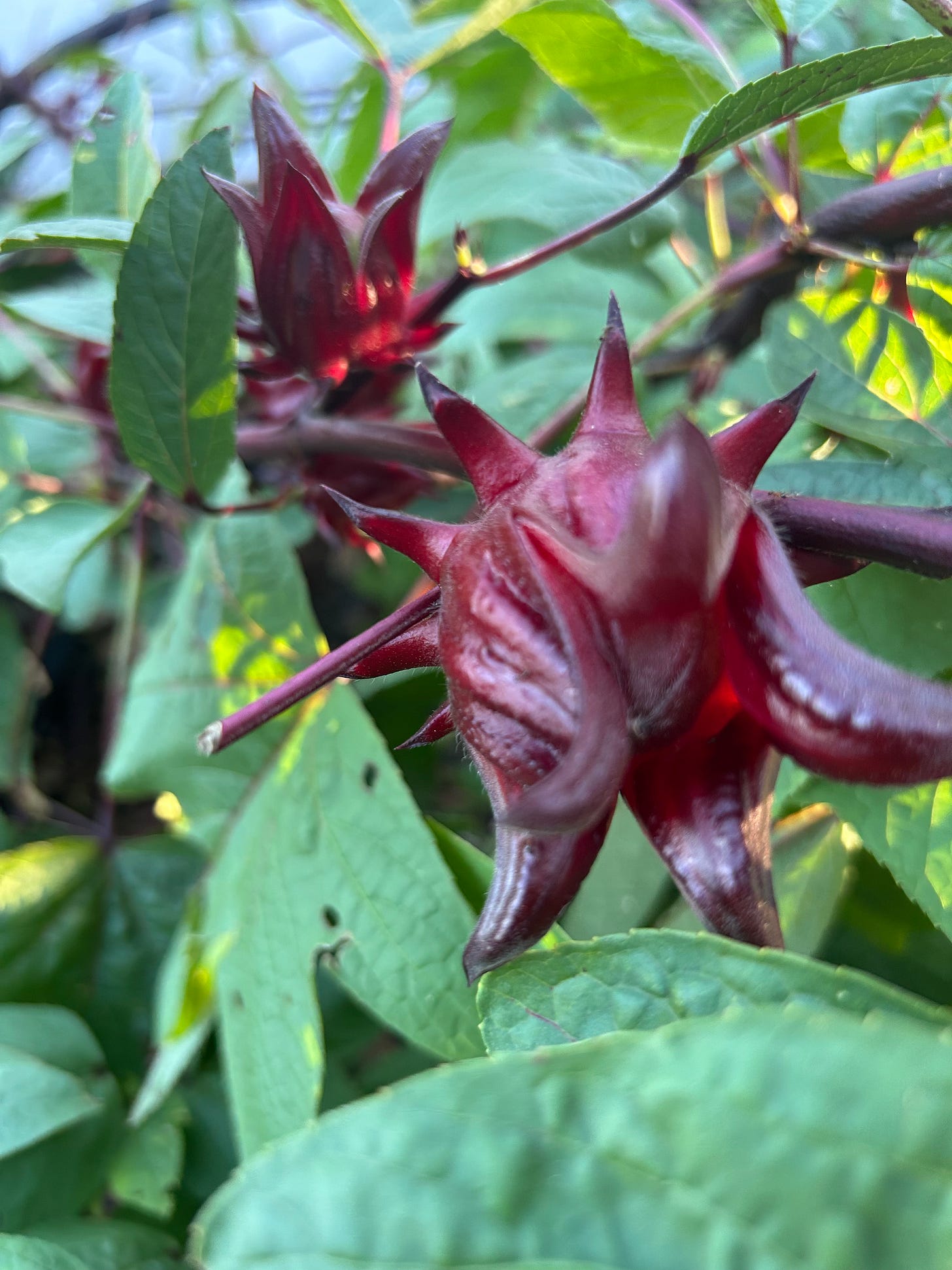 Two roselle calixes surrounded by green leaves.