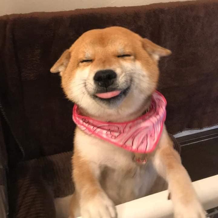 Funny Smiling Dog : aww