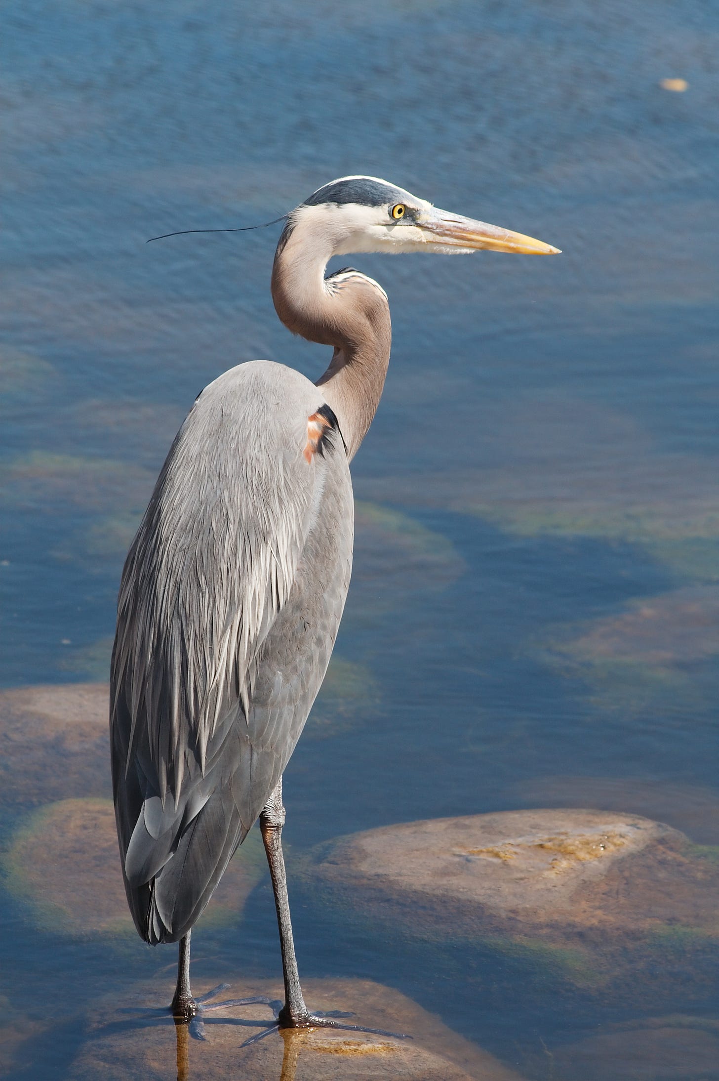 File:Great Blue Heron 5158.jpg - Wikimedia Commons