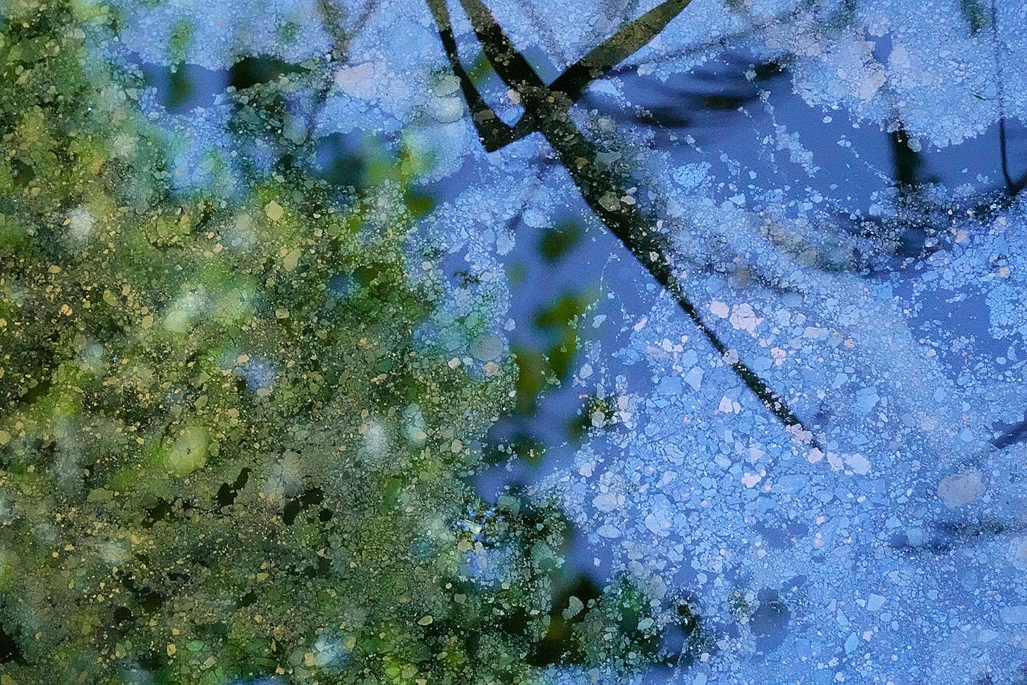 Fragmented biofilm on the surface of shallowing ditch water reflects dark green rushes, sap green birch leaves and an azure blue sky