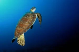 A green turtle comes up for air. Like many air-breathing marine megafauna, green turtles optimise their swim depth during migration to minimise the cost of transport, travelling at around three body-depths beneath the surface in order to avoid creating waves whilst maximising horizontal distance travelled (Picture © R. D. and B. S. Kirkby).