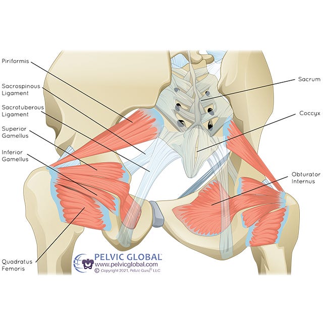 Is My Hip Pain Coming From My Pelvic Floor? - Body Harmony Physical Therapy