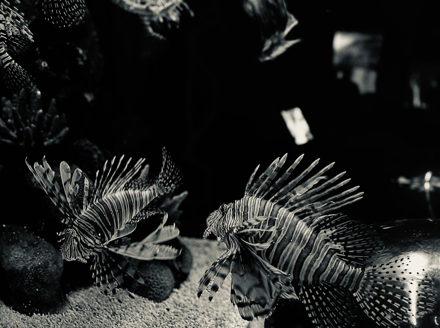 Lion fish in black and white in a tank. 