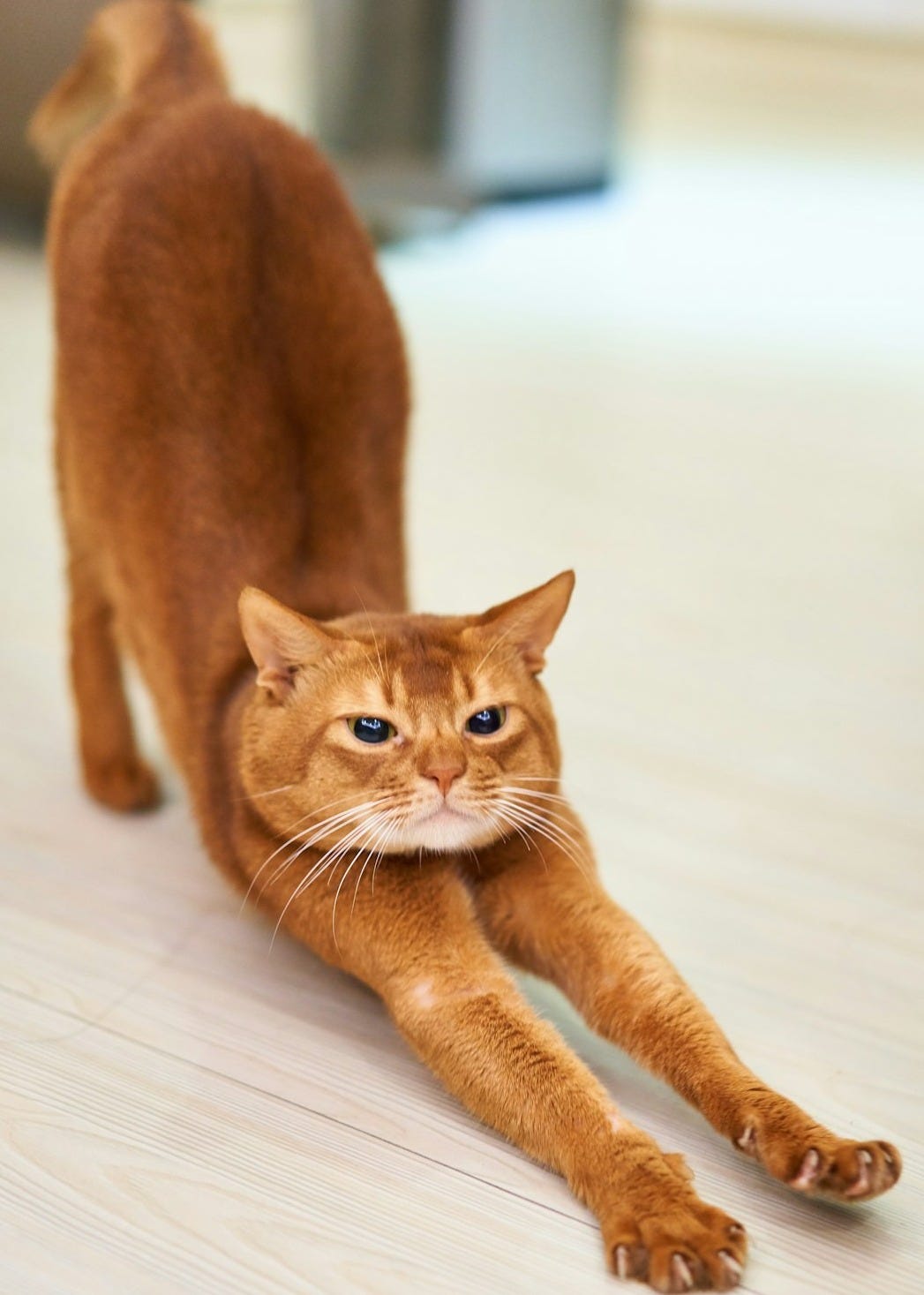 orange cat stretching on white surface