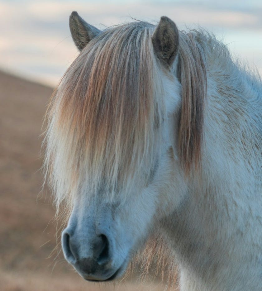 selective focus photo of white horse