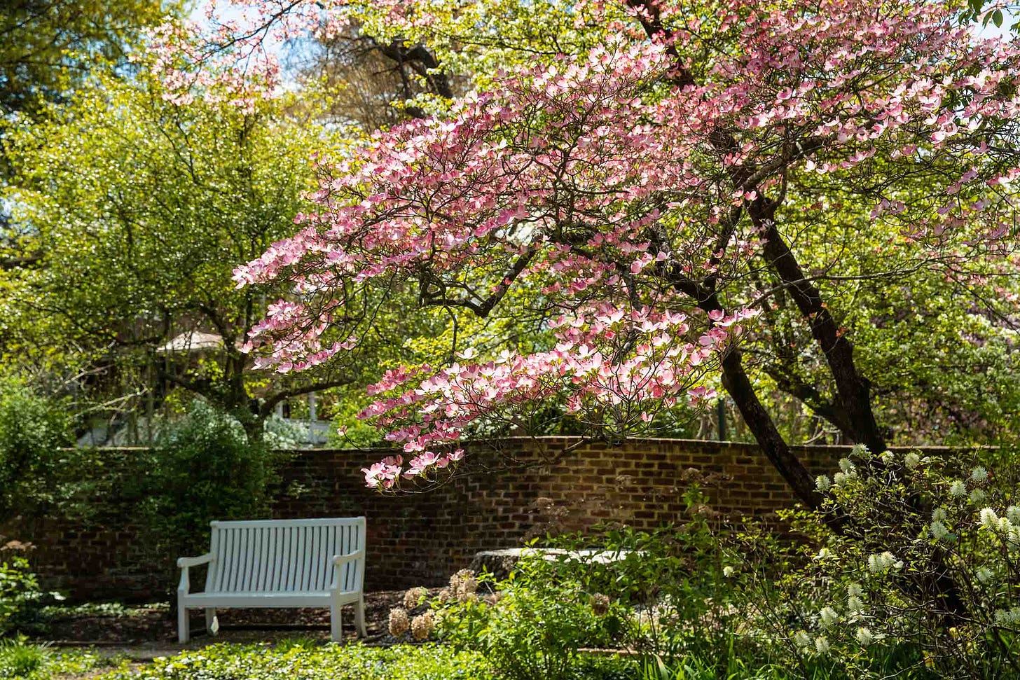 Virtual Tour Brings UVA's Blooms to You in Honor of Historic Garden Week