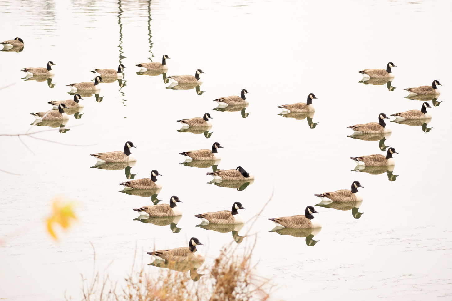 Image shows two dozen Canada geese floating atop their reflections on a perfectly calm stream, facing into a winter breeze.