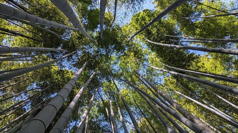 Looking up into a bamboo forest