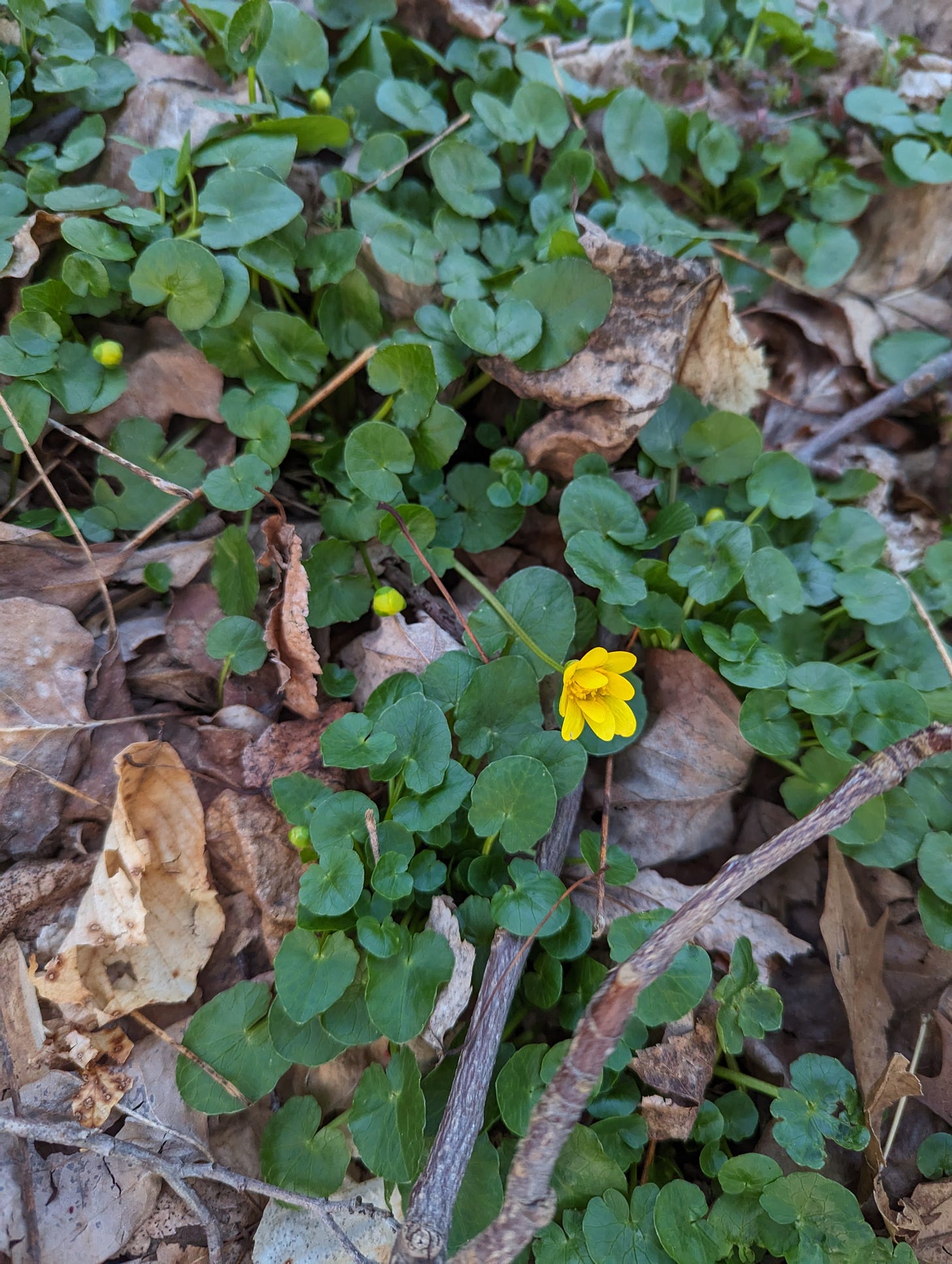 Yellow flower in a mat of small leaves with some dry leaf litter