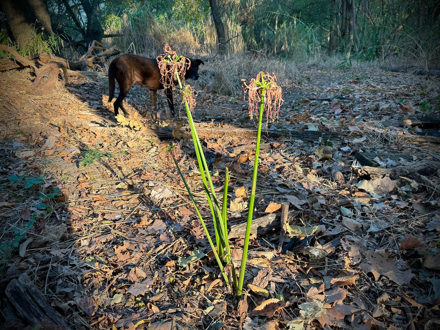 Wild onion growing in floodplain