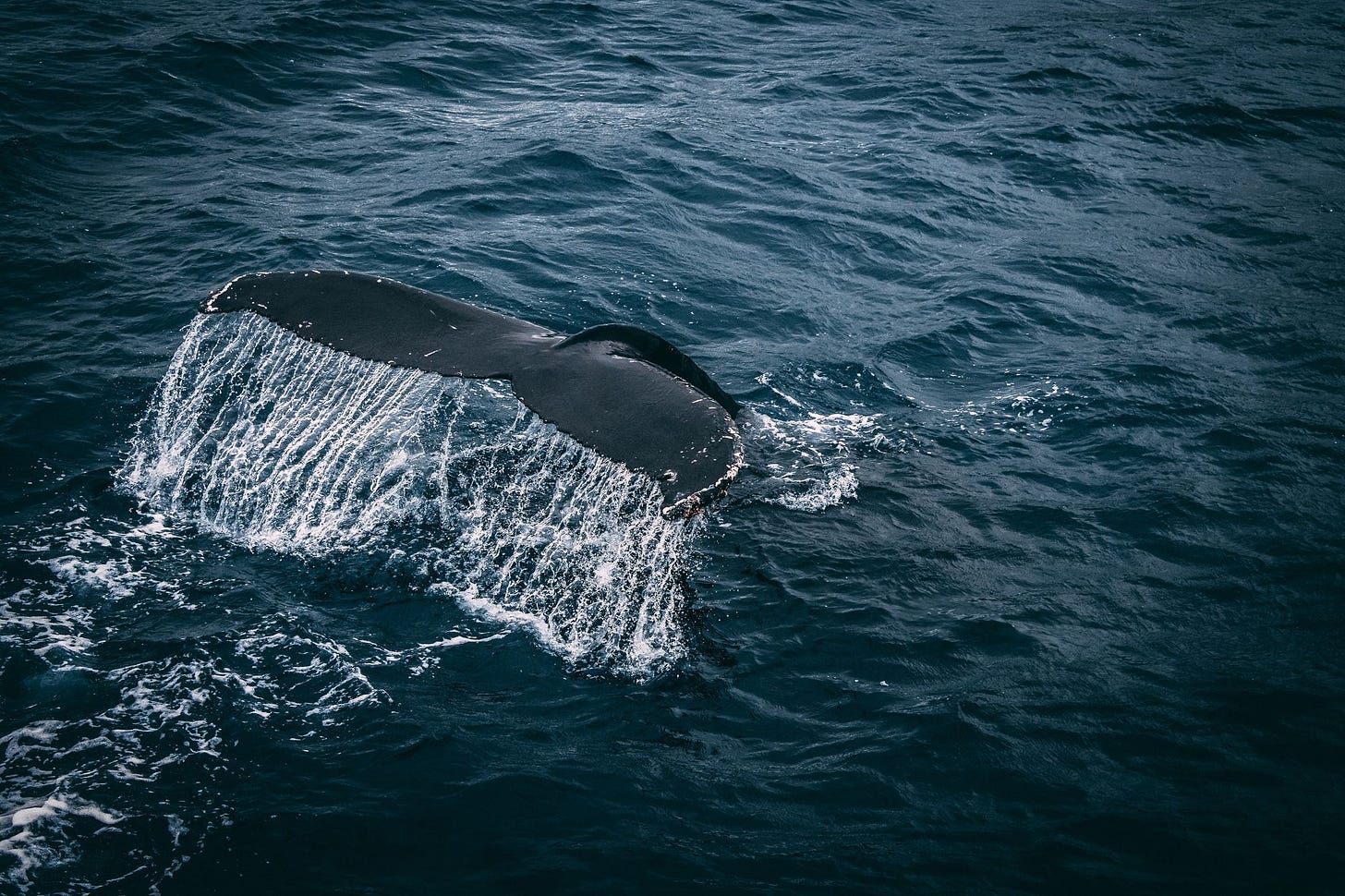 image of whale tail by Rudolf Kirchner via Pexels