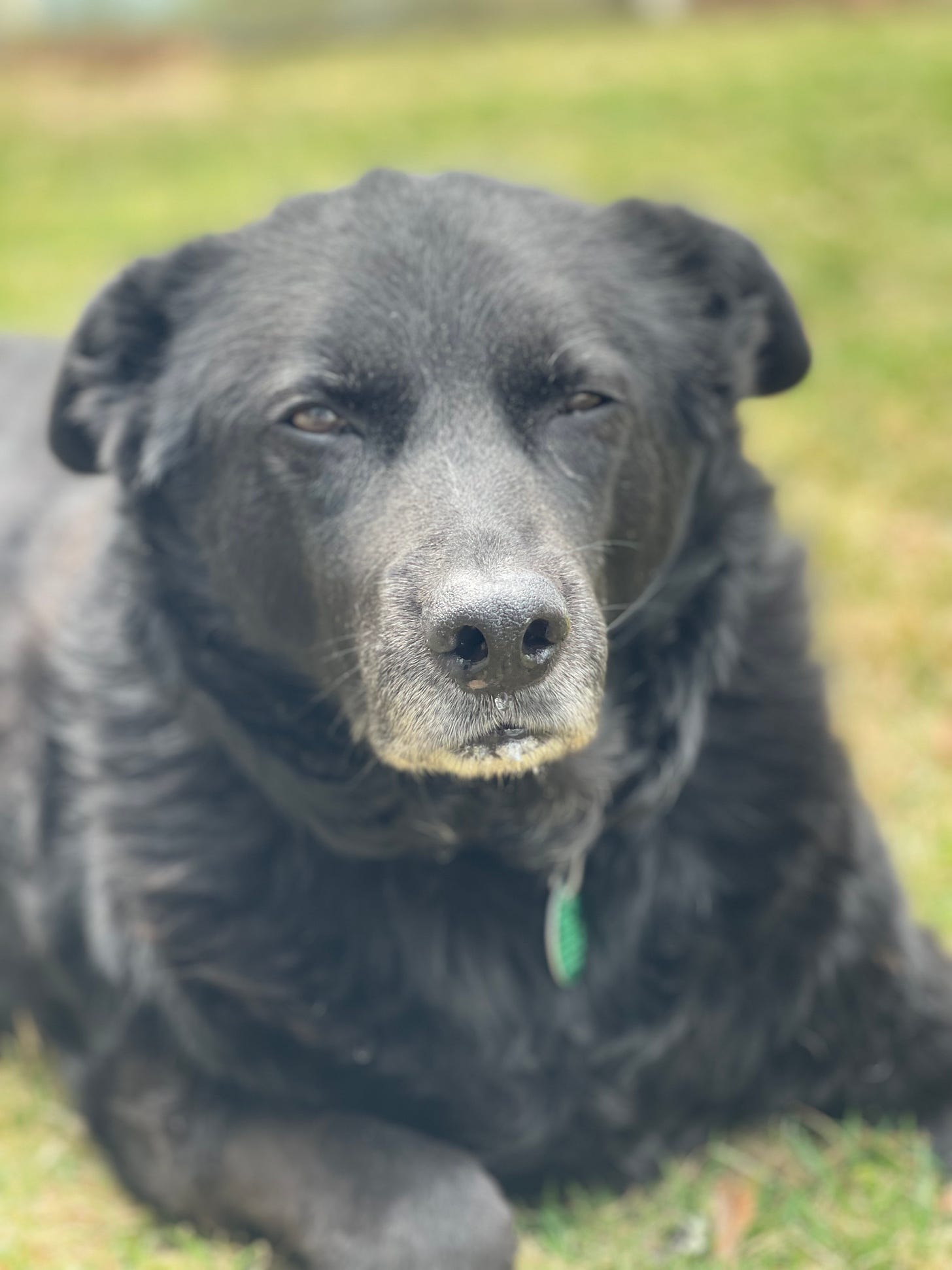 close up of dashing dog on the grass