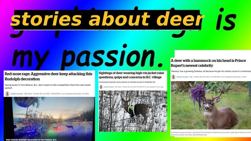 a very bad meme page based on 'graphic design is my passion.' 'graphic design' is crossed out to read 'stories about deer' so it says 'stories about deer is my passion. Stories are on that say 'Red nosed rage: Aggressive deer keep attacking this Rudolph decoration' "sightings of deer wearing high-vis jacket raise questions, quips and concerns in B.C. village" and 'A Deer with a hammock on its head is Prince Rupert's newest celebrity.'