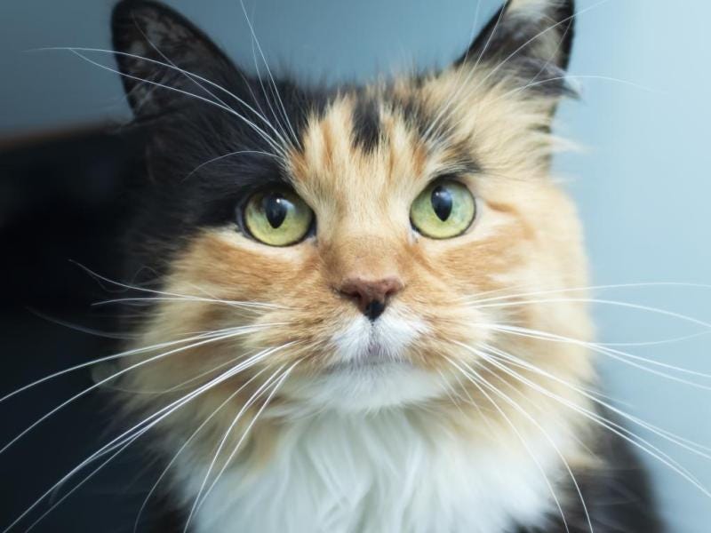 Callie the Calico is looking for her new home