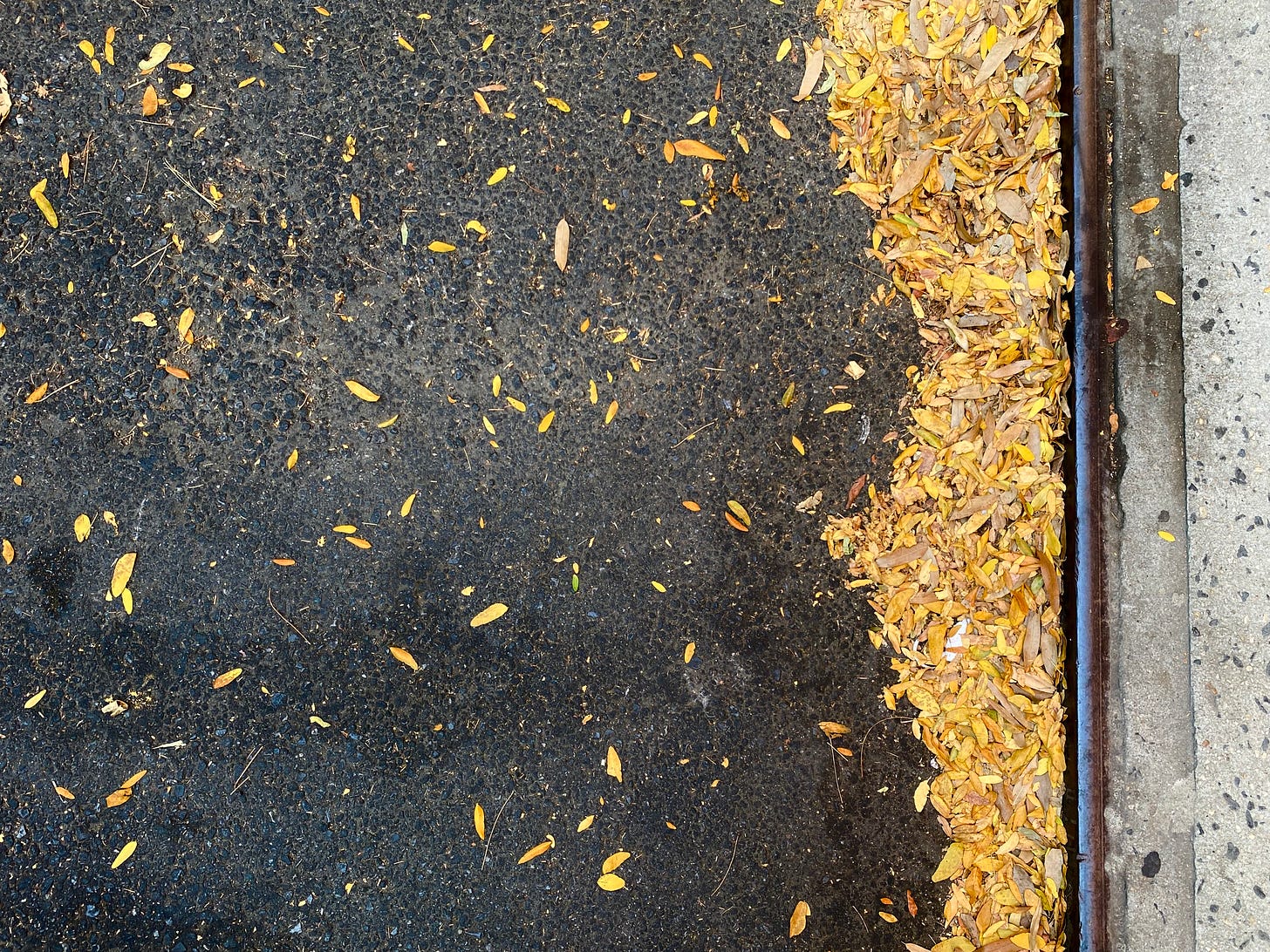 A photograph showing drifts of small bright yellow leaves collected against a sidewalk curb and scattered on the asphalt.